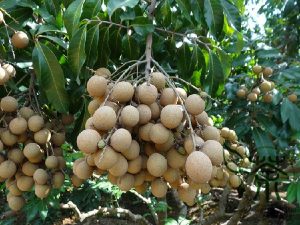fruits asiatiques